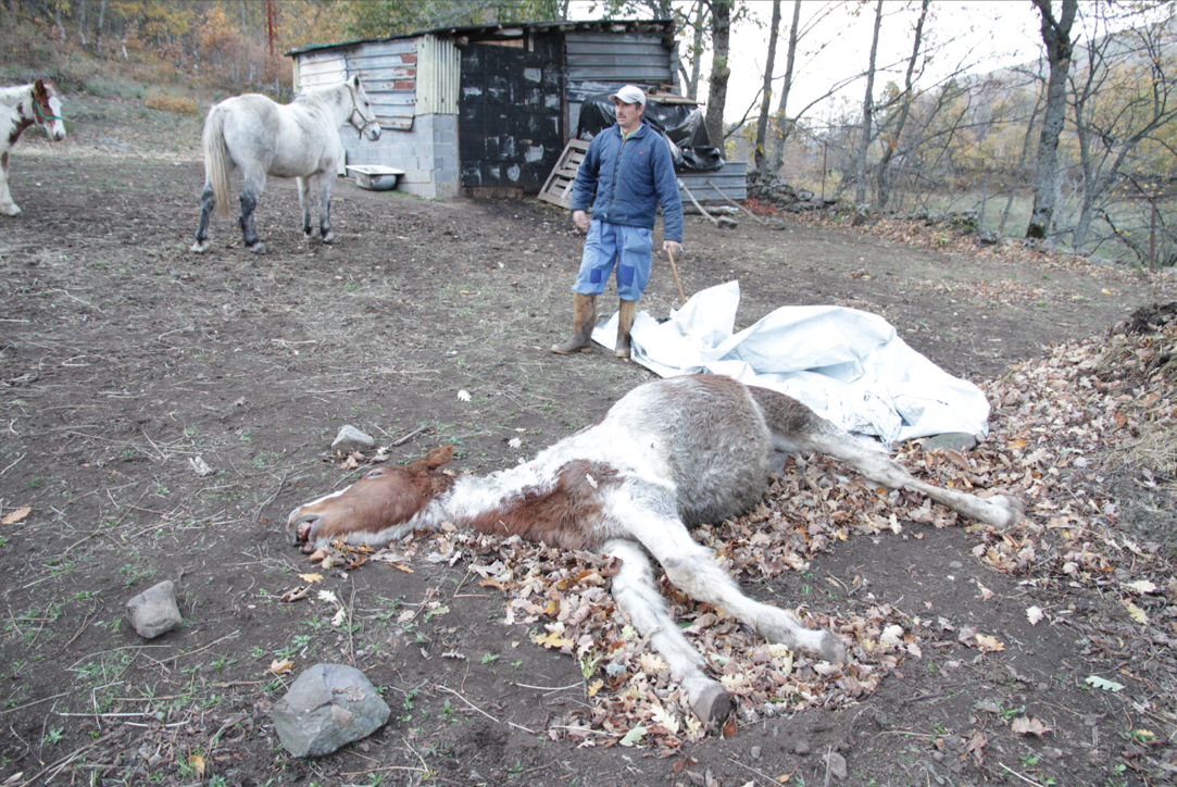 ¿Intereses ocultos detrás de la muerte de cientos de caballos en Laciana?